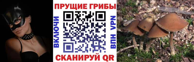 мега как зайти закладка Гвардейск Галлюциногенные грибы GOLDEN TEACHER